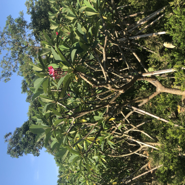 绿化苗木，鸡蛋花红花，6到15公分。