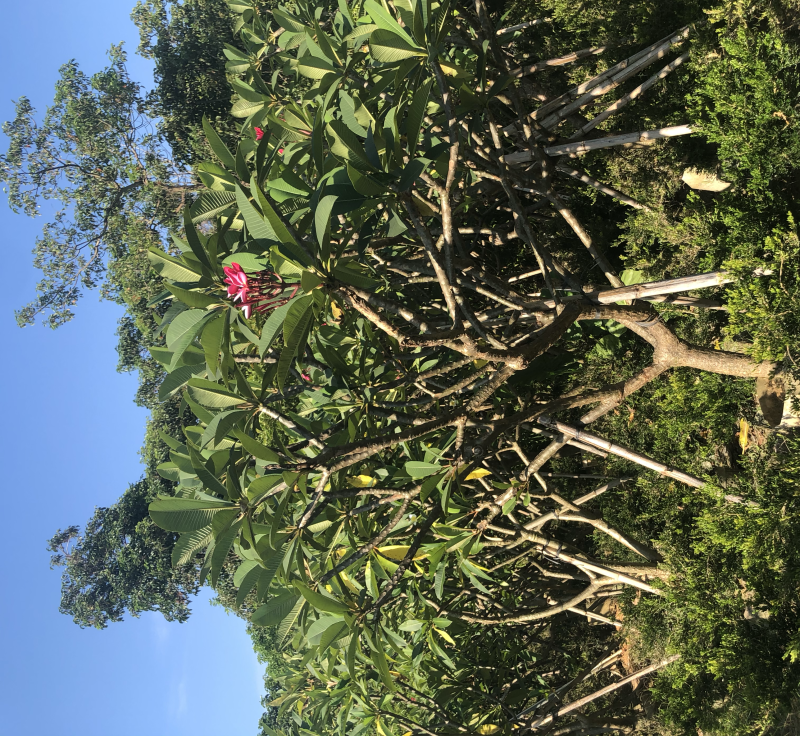 绿化苗木，鸡蛋花红花，6到15公分。