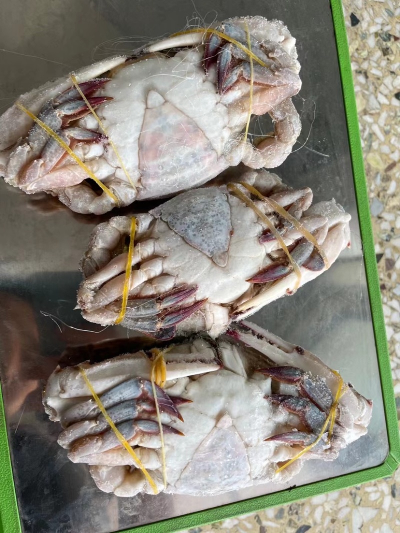梭子蟹娘子蟹，二母蟹，花旗蟹，黑三角蟹，肉质饱满