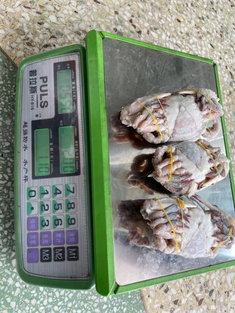 梭子蟹娘子蟹，二母蟹，花旗蟹，黑三角蟹，肉质饱满