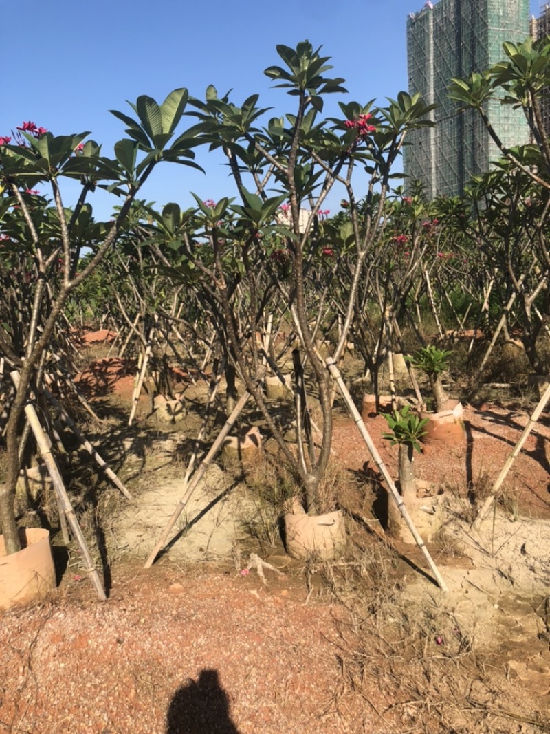 绿化苗木，鸡蛋花红花，6到15公分。