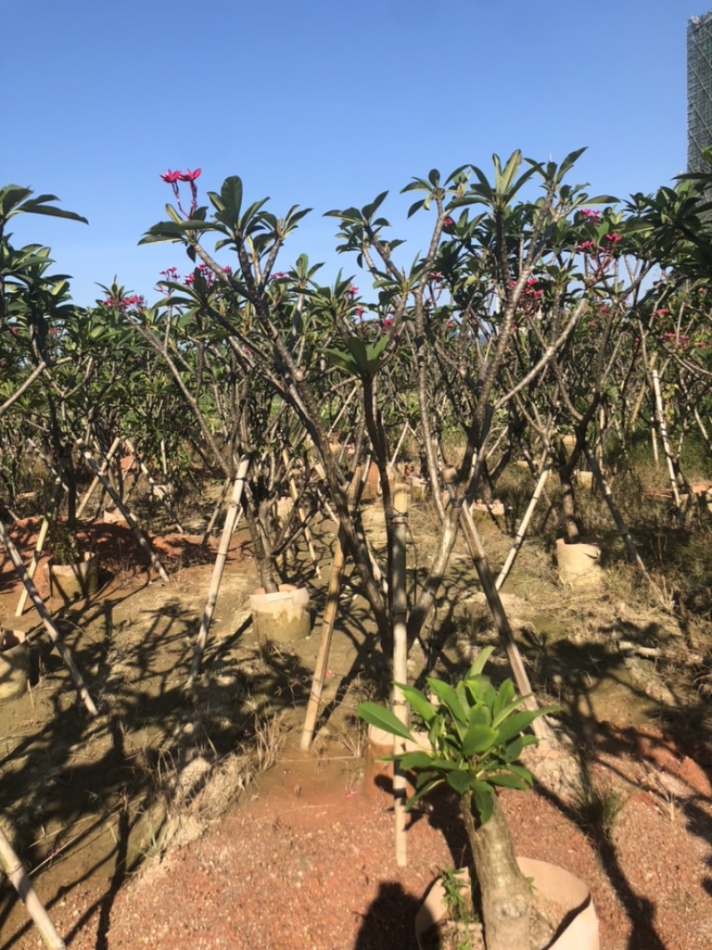 绿化苗木，鸡蛋花红花，6到15公分。