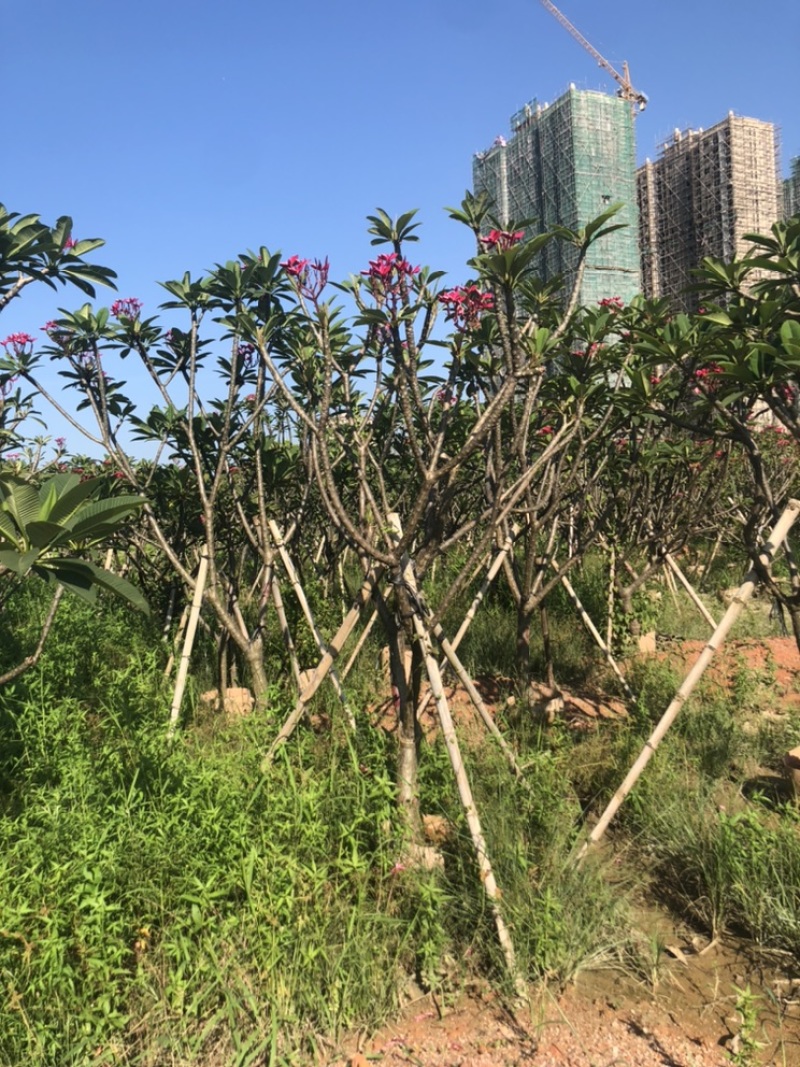 绿化苗木，鸡蛋花红花，6到15公分。