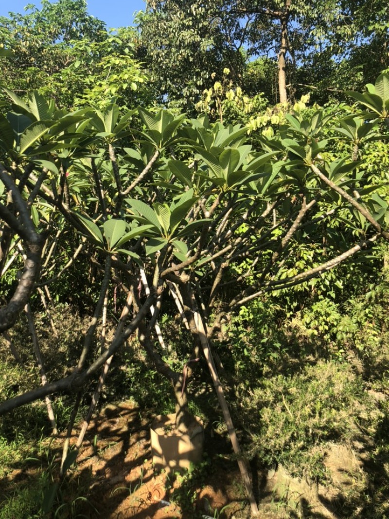 绿化苗木，鸡蛋花红花，6到15公分。