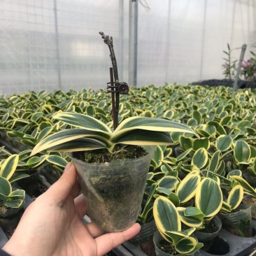 金边小飞象叶艺蝴蝶兰花苗带双花剑趣味花卉稀有热门品种
