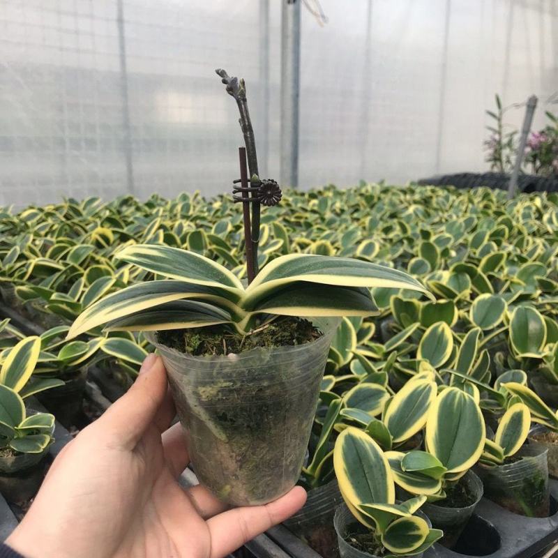 金边小飞象叶艺蝴蝶兰花苗带双花剑趣味花卉稀有热门品种