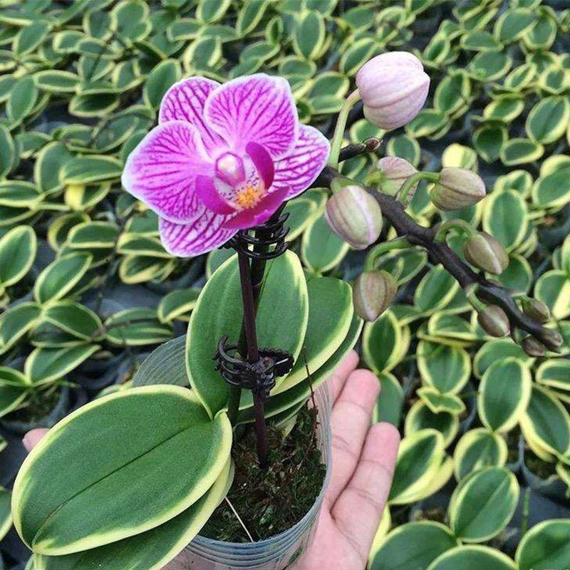 金边小飞象叶艺蝴蝶兰花苗带双花剑趣味花卉稀有热门品种