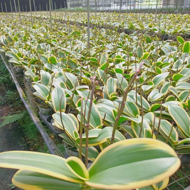 金边小飞象叶艺蝴蝶兰花苗带双花剑趣味花卉稀有热门品种