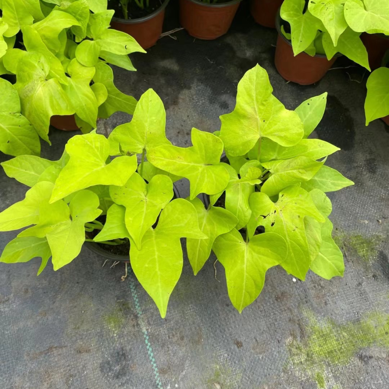 120#甘薯基地大量有货