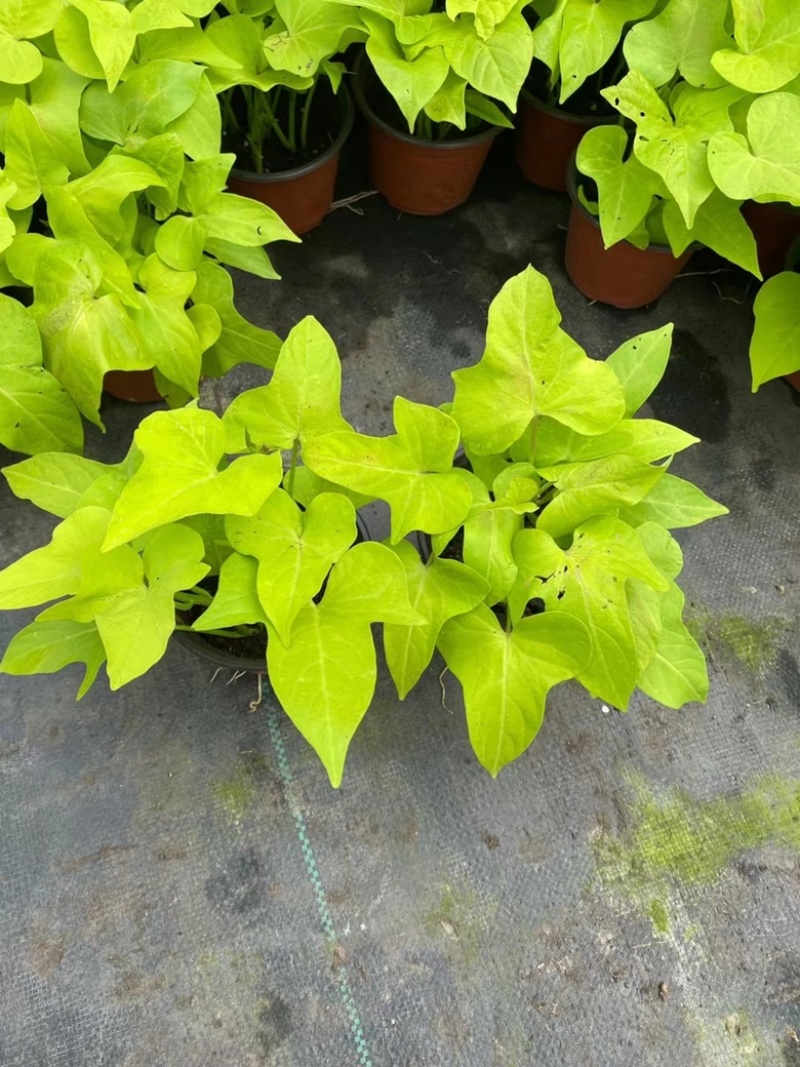120#甘薯基地大量有货