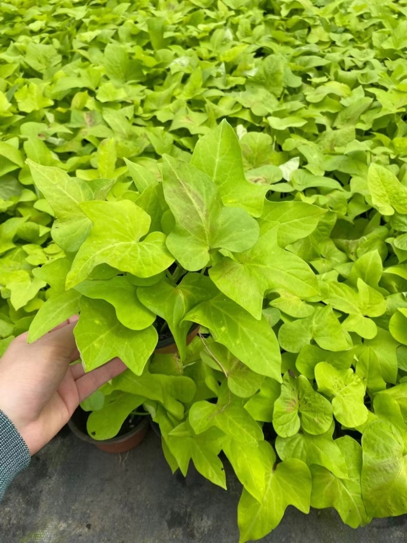 120#甘薯基地大量有货