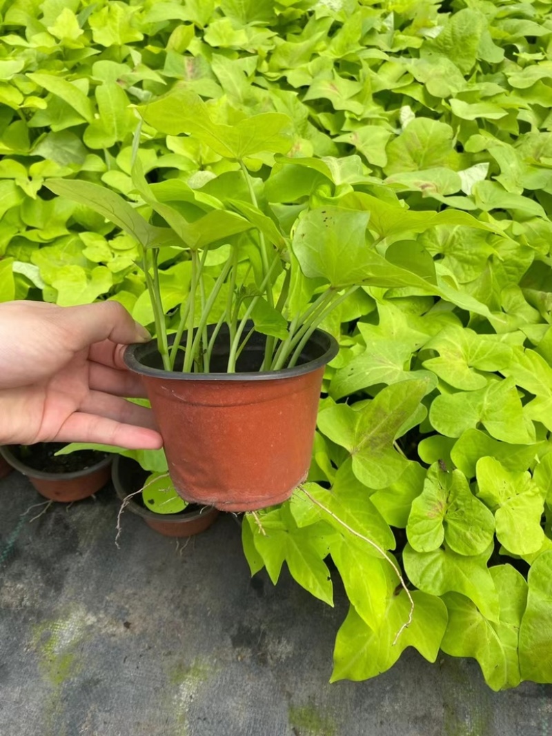 120#甘薯基地大量有货