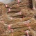 黄柏树苗基地直供规格齐全易成活免费提供种植技术