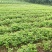 黄柏树苗基地直供规格齐全易成活免费提供种植技术