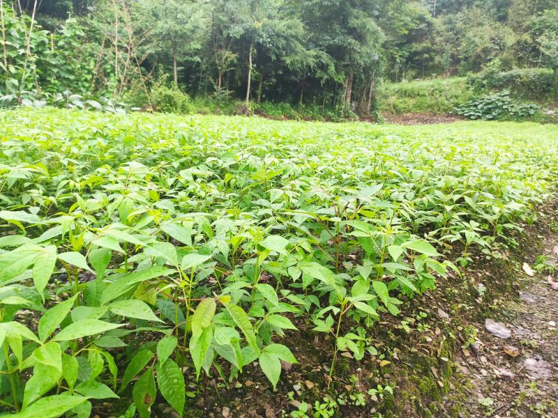 黄柏树苗基地直供规格齐全易成活免费提供种植技术