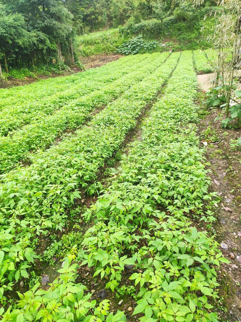 黄柏树苗基地直供规格齐全易成活免费提供种植技术