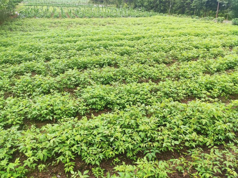 黄柏树苗基地直供规格齐全易成活免费提供种植技术