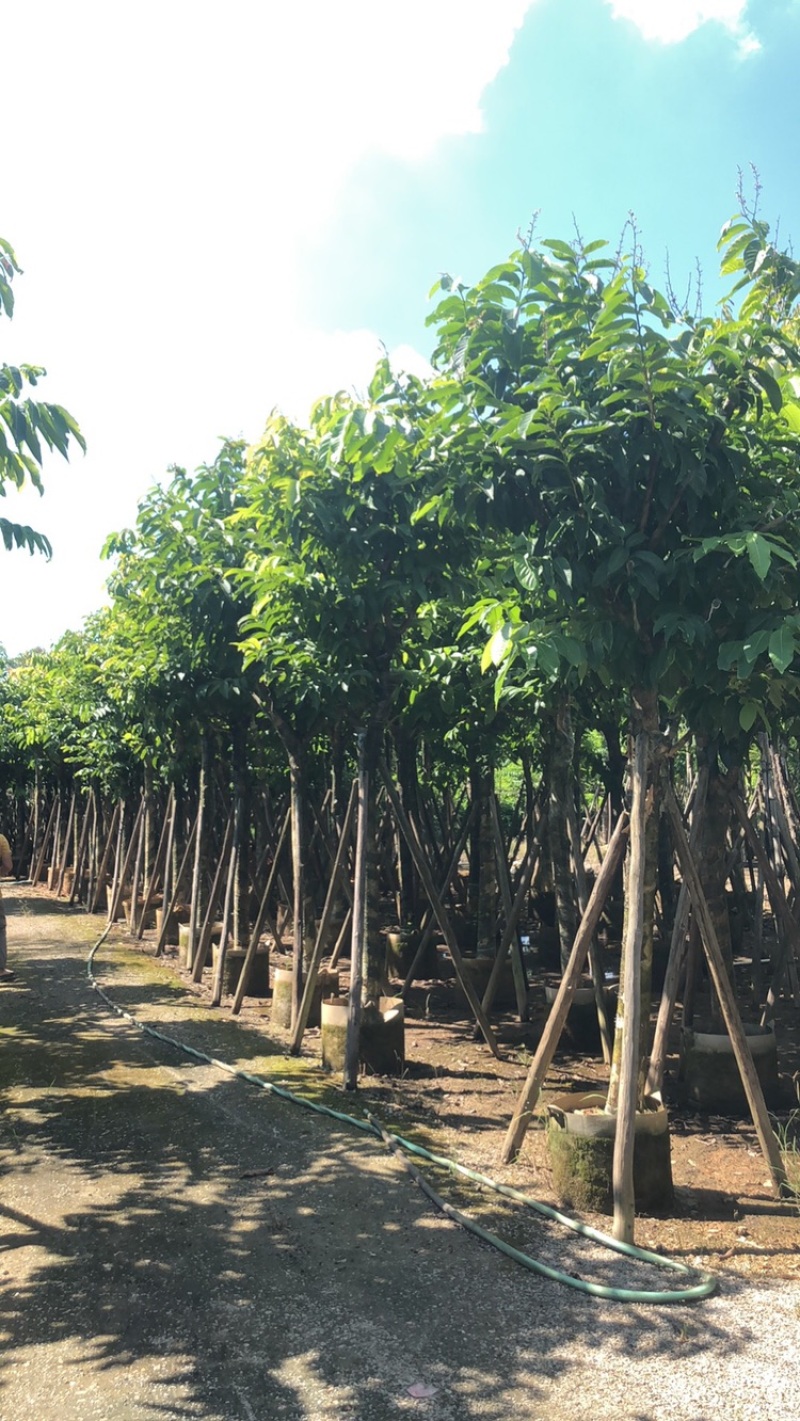 绿化苗木，大叶紫薇，10到15公分，大骨架。
