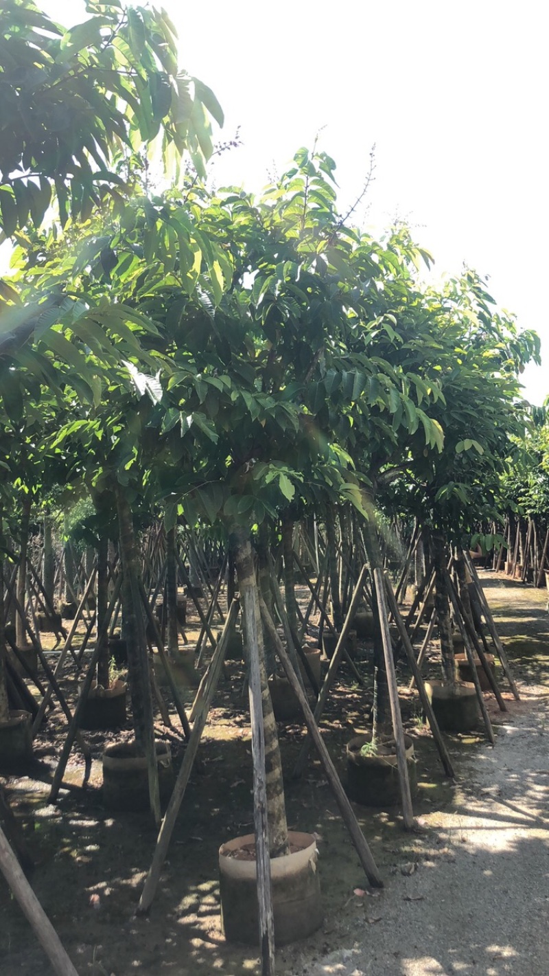 绿化苗木，大叶紫薇，10到15公分，大骨架。