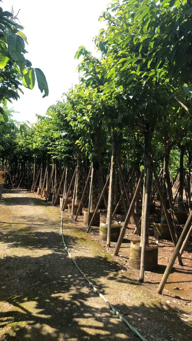 绿化苗木，大叶紫薇，10到15公分，大骨架。