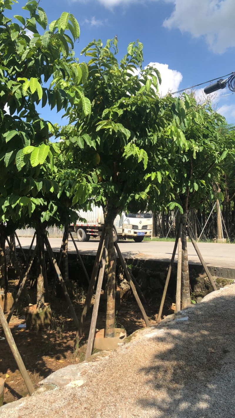 绿化苗木，大叶紫薇，10到15公分，大骨架。