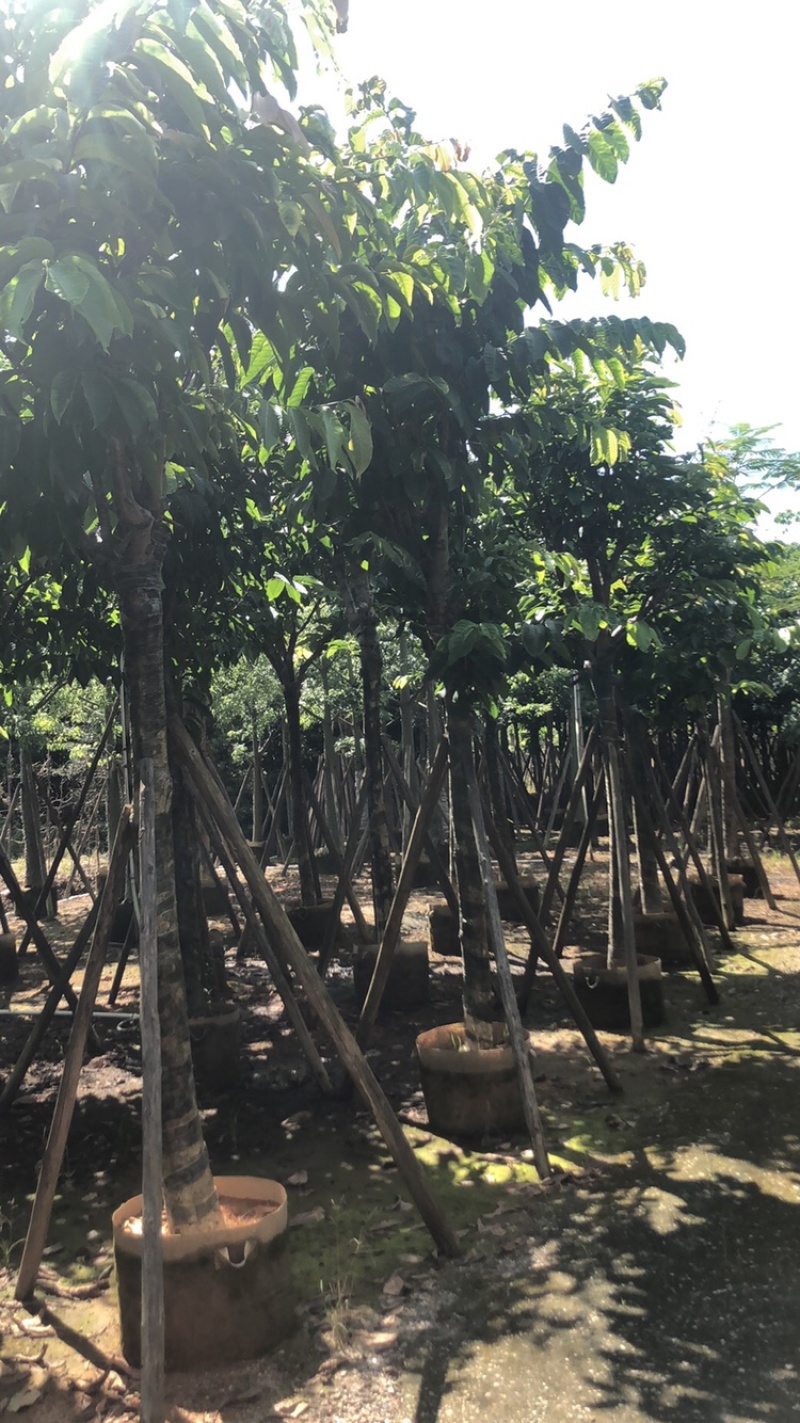 绿化苗木，大叶紫薇，10到15公分，大骨架。