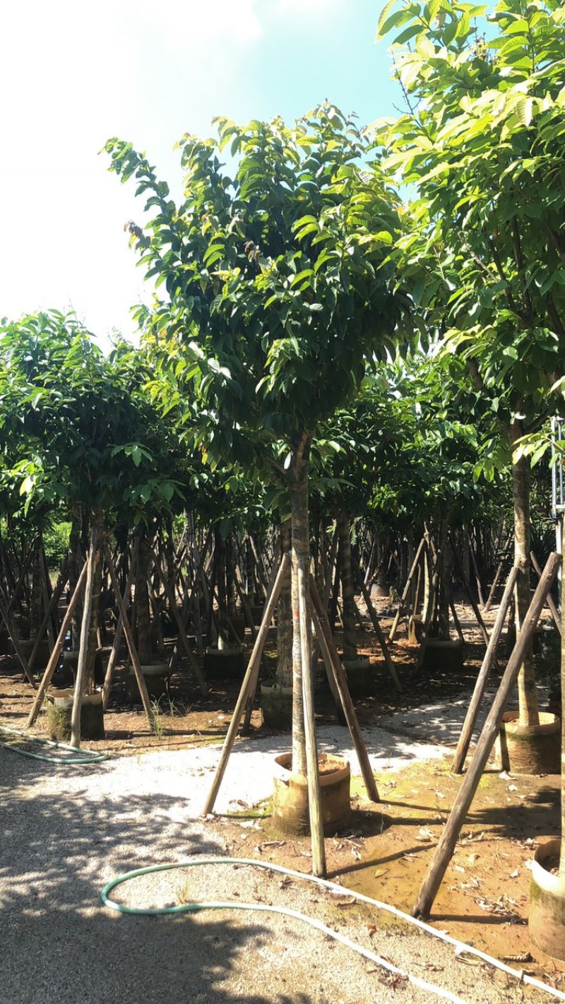 绿化苗木，大叶紫薇，10到15公分，大骨架。