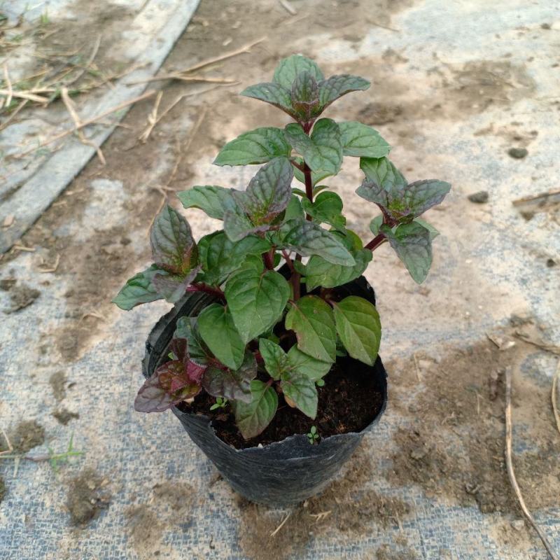 浆果奶油薄荷苗食用薄荷盆栽薄荷茶清新口感