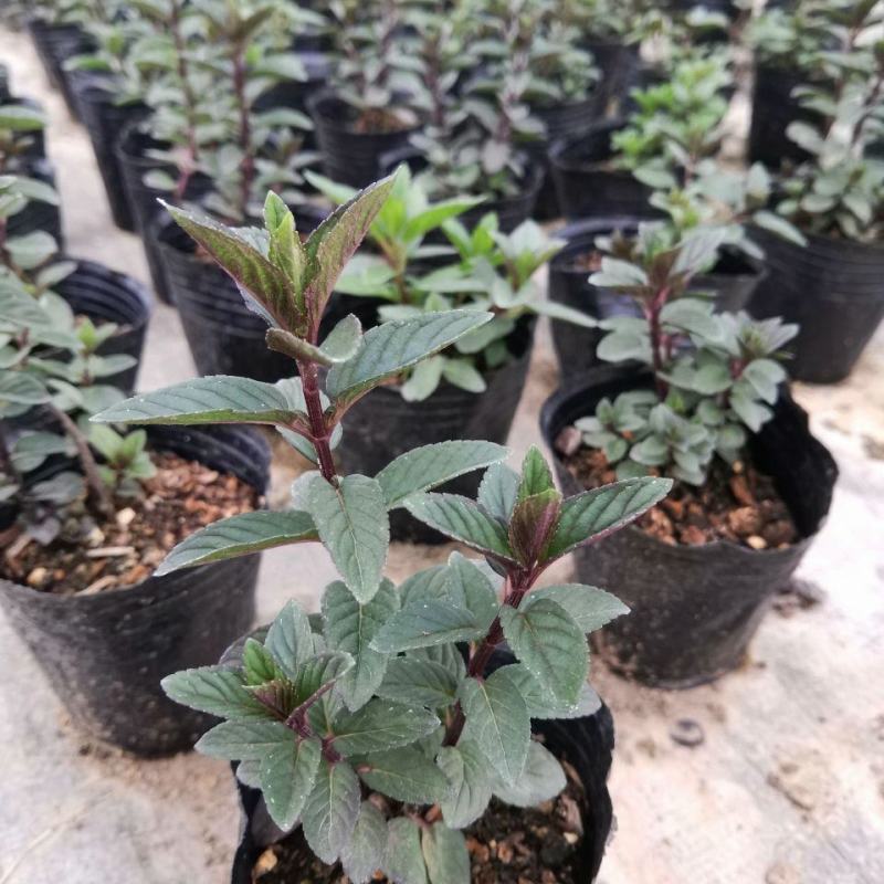 浆果奶油薄荷苗食用薄荷盆栽薄荷茶清新口感