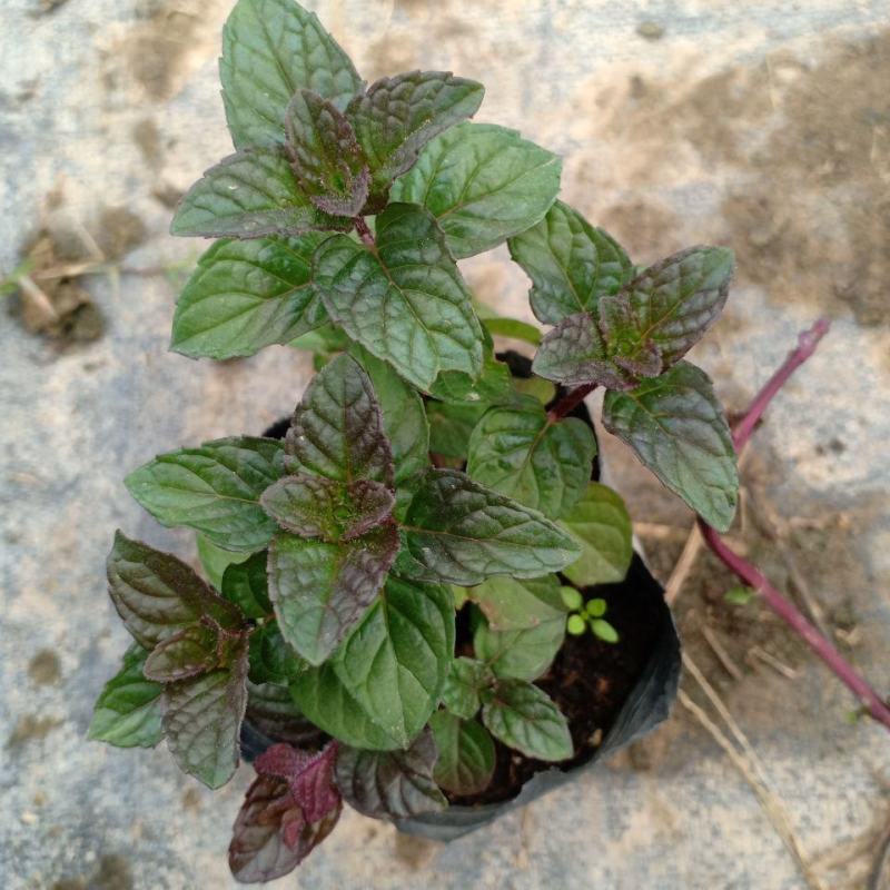 浆果奶油薄荷苗食用薄荷盆栽薄荷茶清新口感