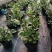 浆果奶油薄荷苗食用薄荷盆栽薄荷茶清新口感
