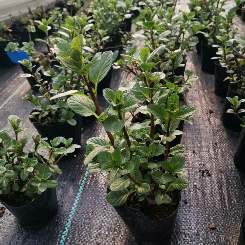浆果奶油薄荷苗食用薄荷盆栽薄荷茶清新口感