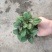 浆果奶油薄荷苗食用薄荷盆栽薄荷茶清新口感