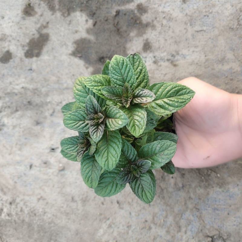 浆果奶油薄荷苗食用薄荷盆栽薄荷茶清新口感