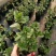 浆果奶油薄荷苗食用薄荷盆栽薄荷茶清新口感