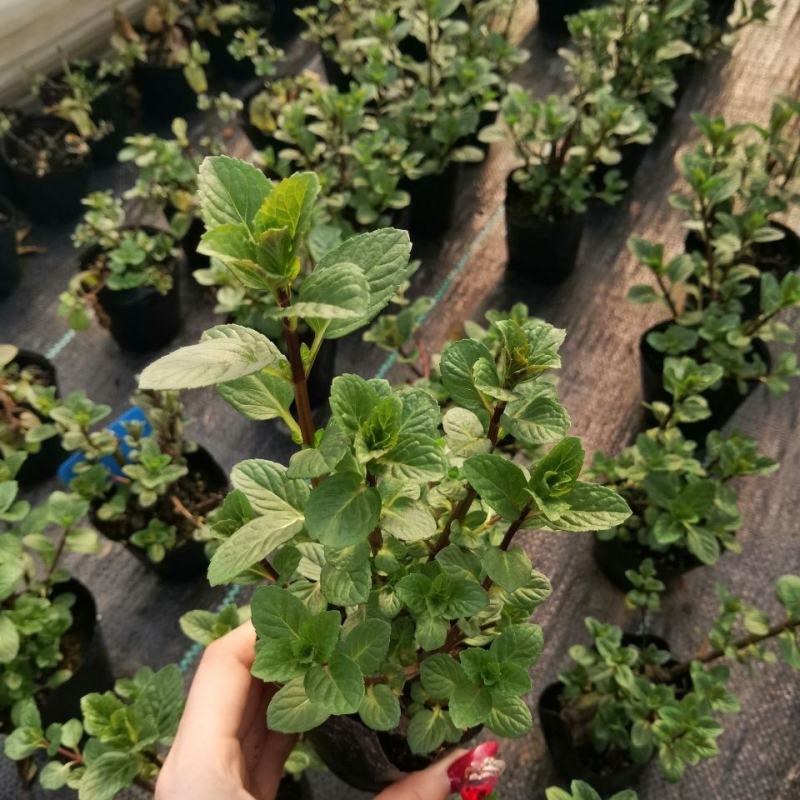 浆果奶油薄荷苗食用薄荷盆栽薄荷茶清新口感