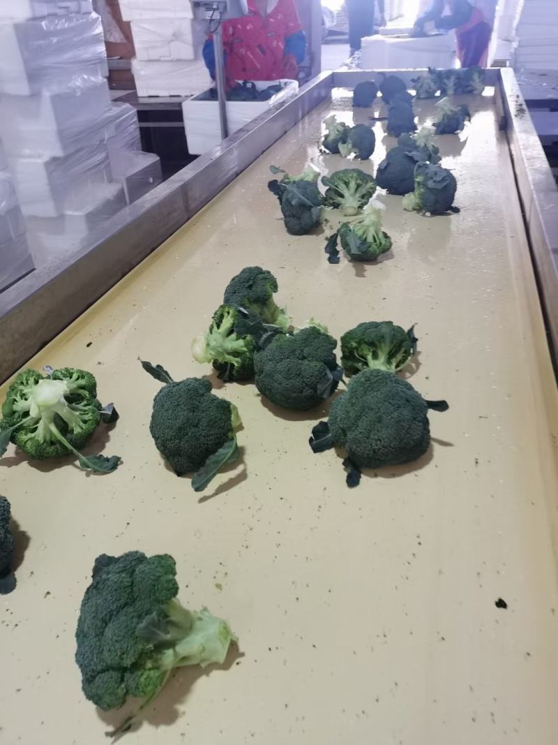 西兰花陆续上市中