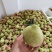 云南蒙自鹰嘴蜜桃大量上市，承接代办、供货、整车落地配