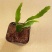 孔雀翎昙花红珊瑚丝苇丝苇属雨林仙人掌垂吊开花植物