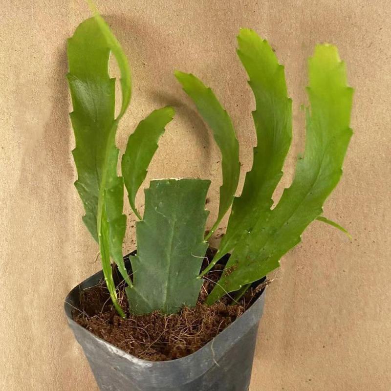 孔雀翎昙花红珊瑚丝苇丝苇属雨林仙人掌垂吊开花植物