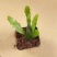 孔雀翎昙花红珊瑚丝苇丝苇属雨林仙人掌垂吊开花植物