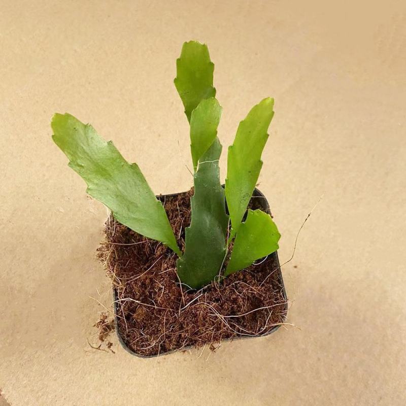 孔雀翎昙花红珊瑚丝苇丝苇属雨林仙人掌垂吊开花植物