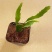 孔雀翎昙花红珊瑚丝苇丝苇属雨林仙人掌垂吊开花植物