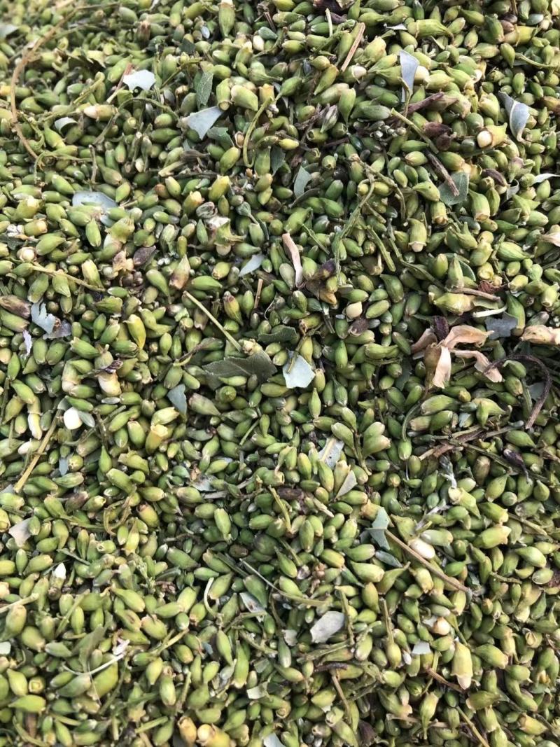 槐米，自己种植，大量批发