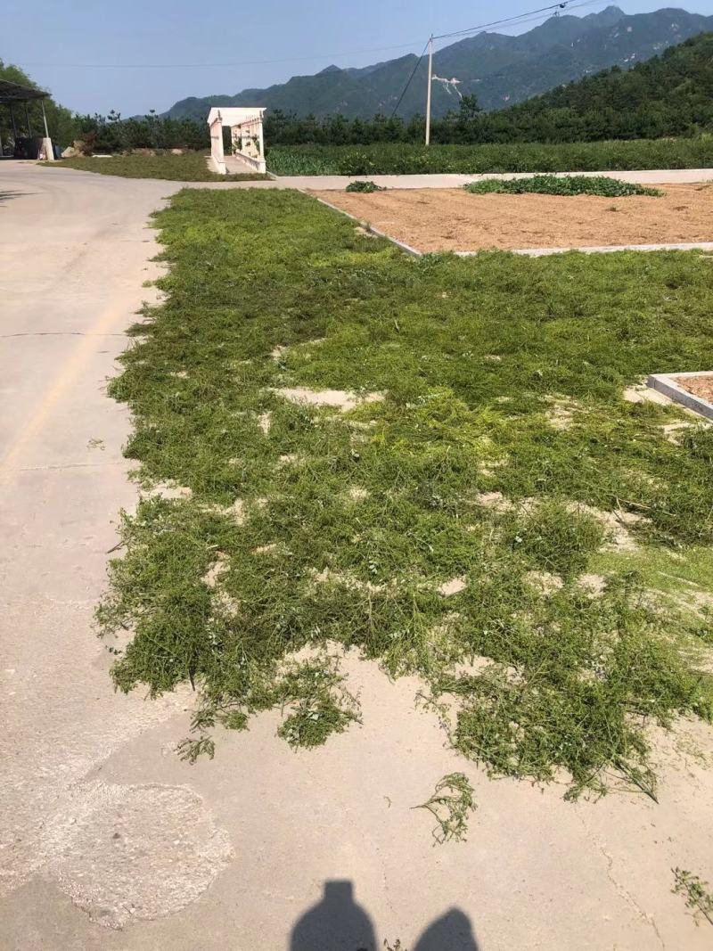 槐米，自己种植，大量批发