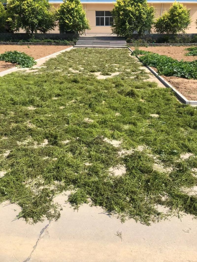 槐米，自己种植，大量批发
