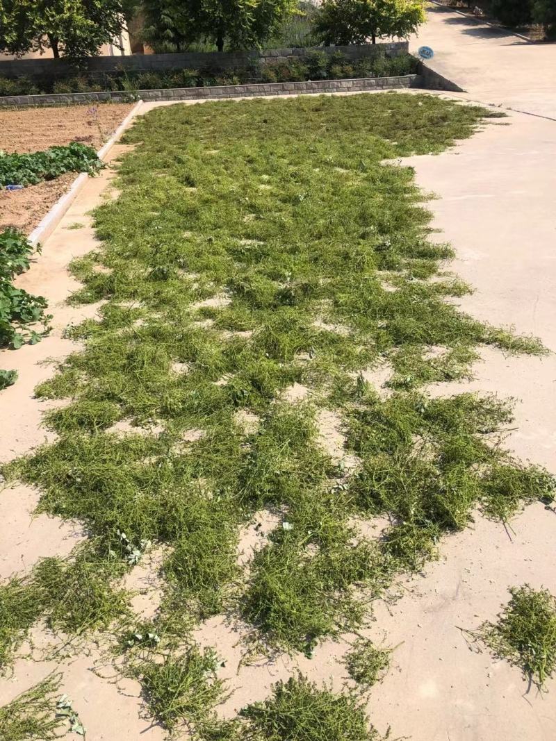 槐米，自己种植，大量批发