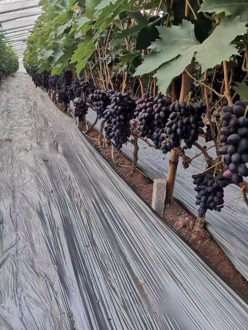 河北大量紫甜无核A17上市需要的老板联系我