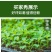 批发穴盘育苗盆厂家直销穴盘蔬菜育苗盒网格盘辣椒瓜果穴盘盒