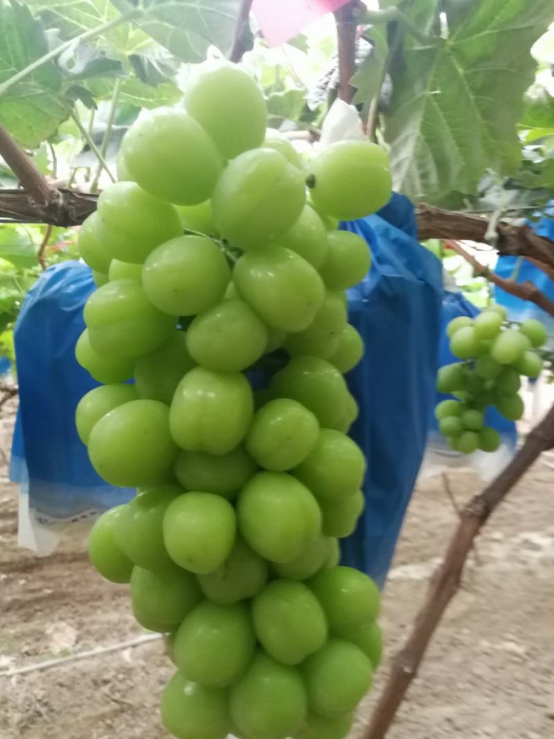 巨峰葡萄